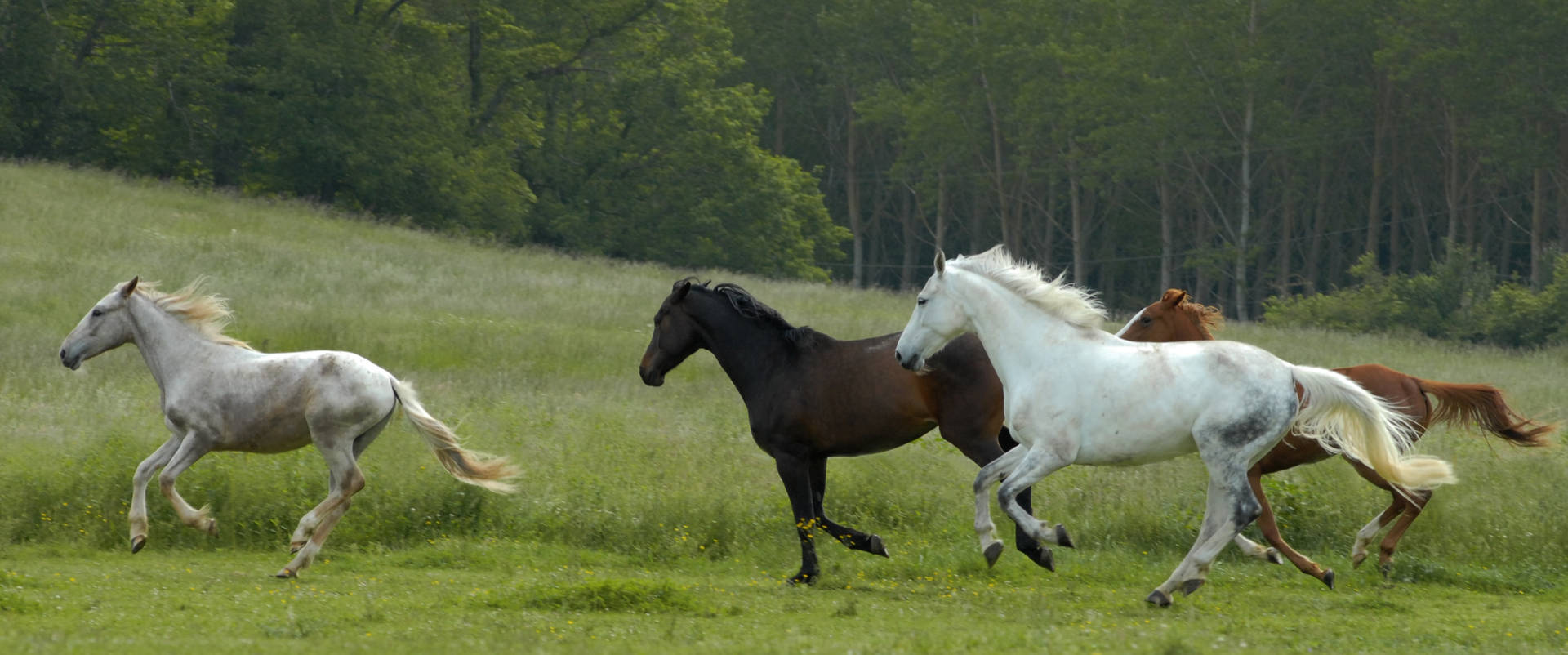 Beautiful Horses Running Free Outdoors