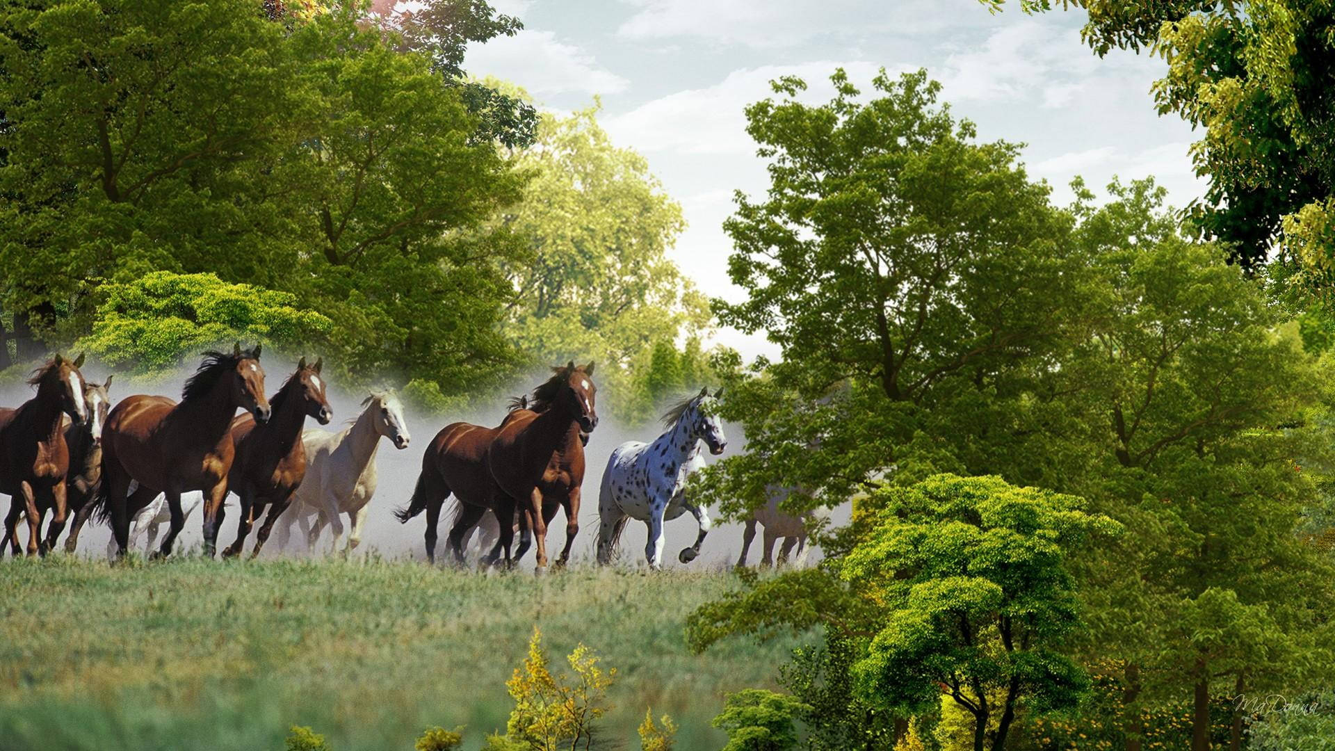 Beautiful Horses Running In The Wild