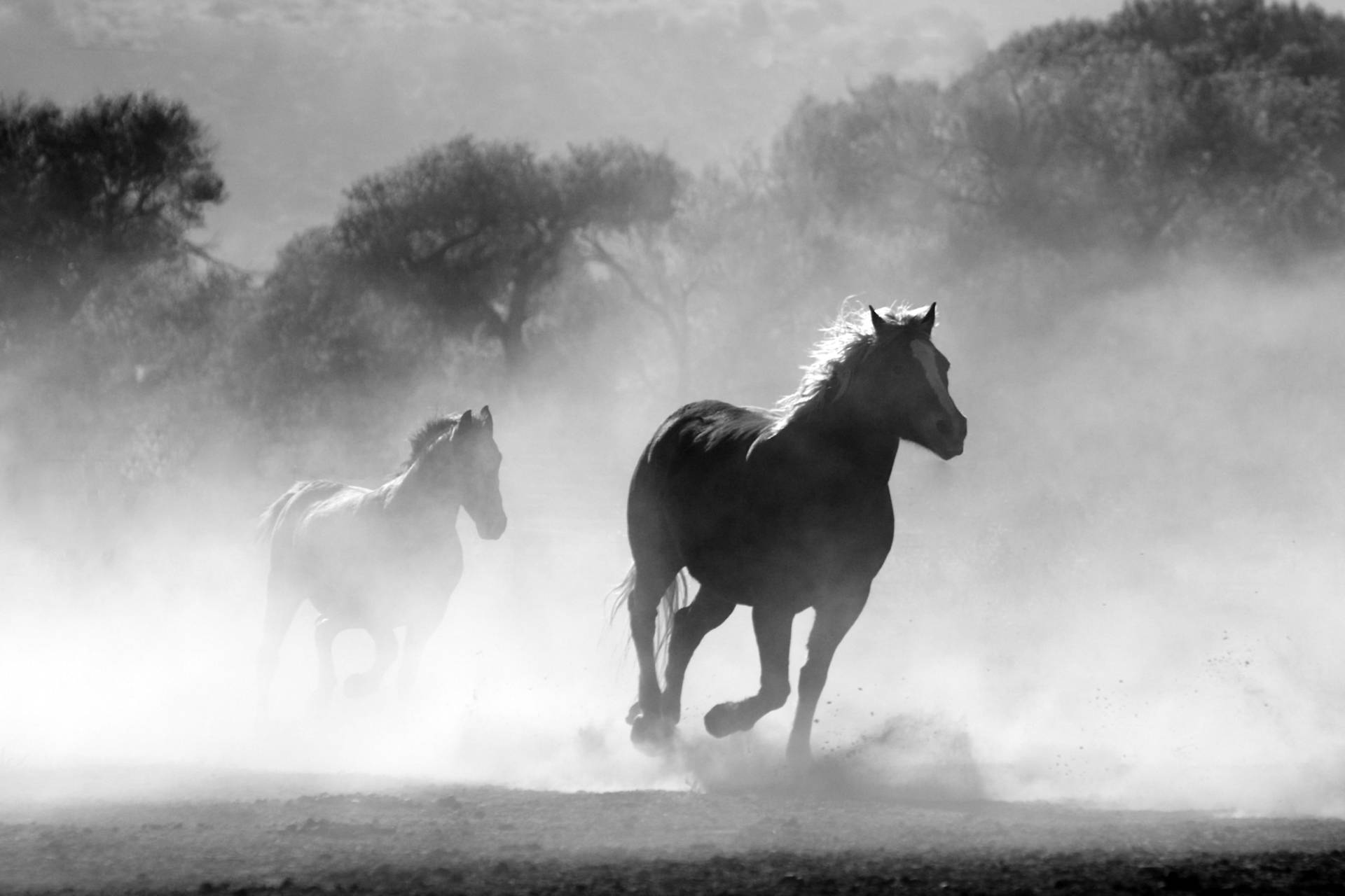 Beautiful Horses Running On Dusty Grounds Wallpaper