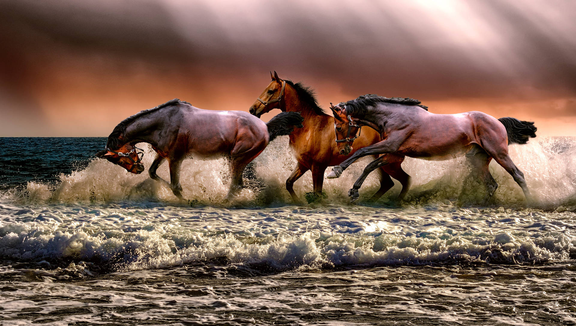 Beautiful Horses Treading The Sea