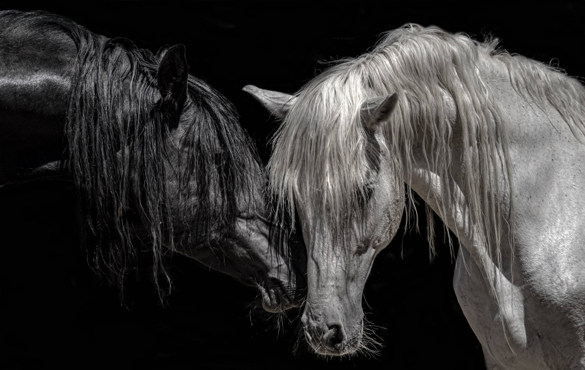 Beautiful Horses With Wet Mane Wallpaper