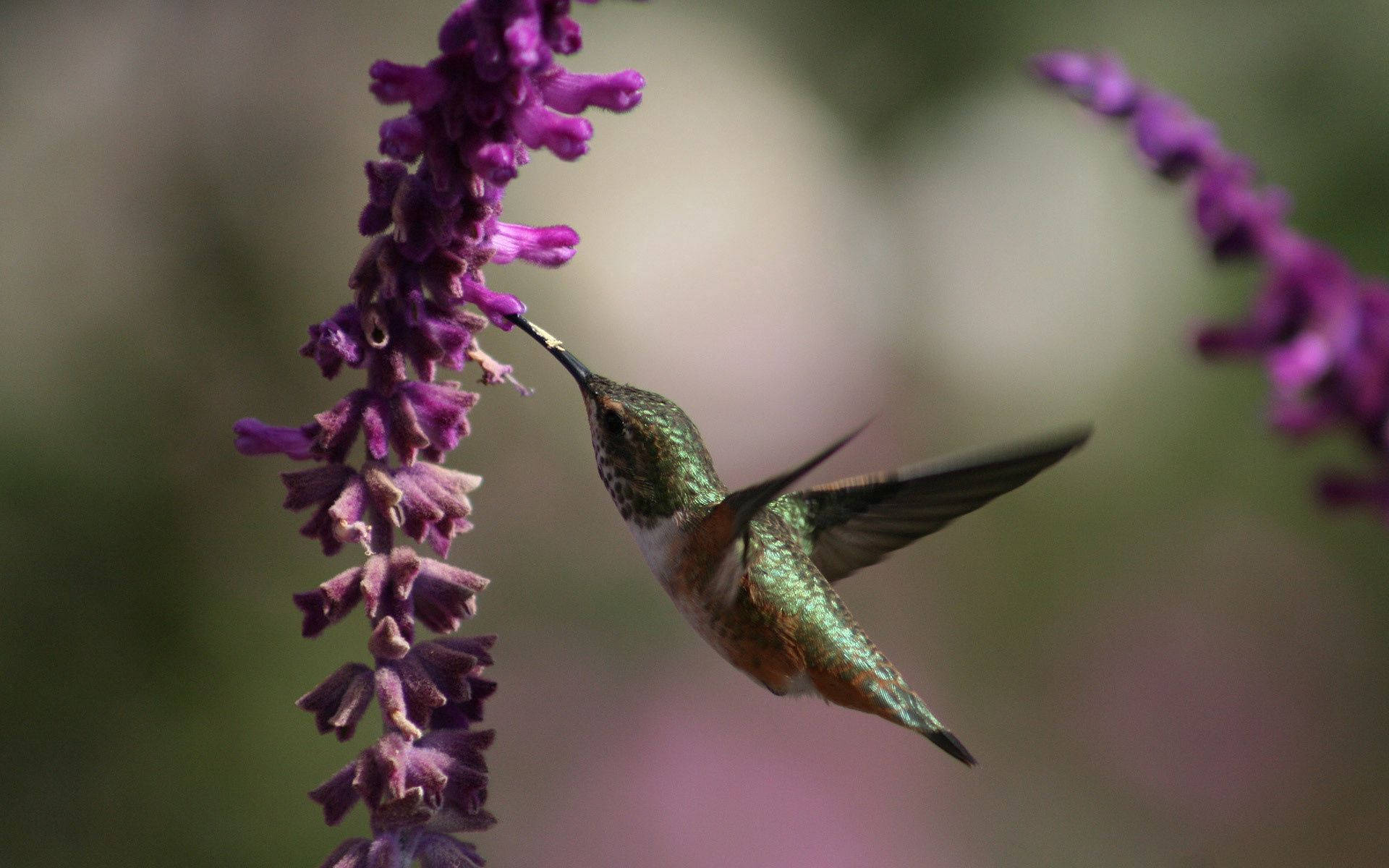 A beautiful hummingbird feeds from colorful flowers Wallpaper