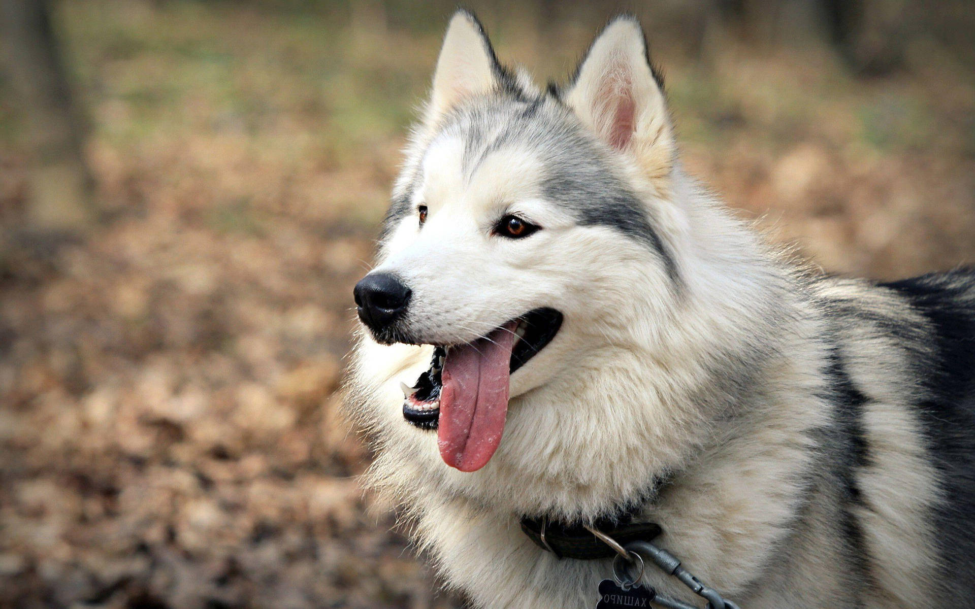 Beautiful Husky Dog With Tongue Out Background