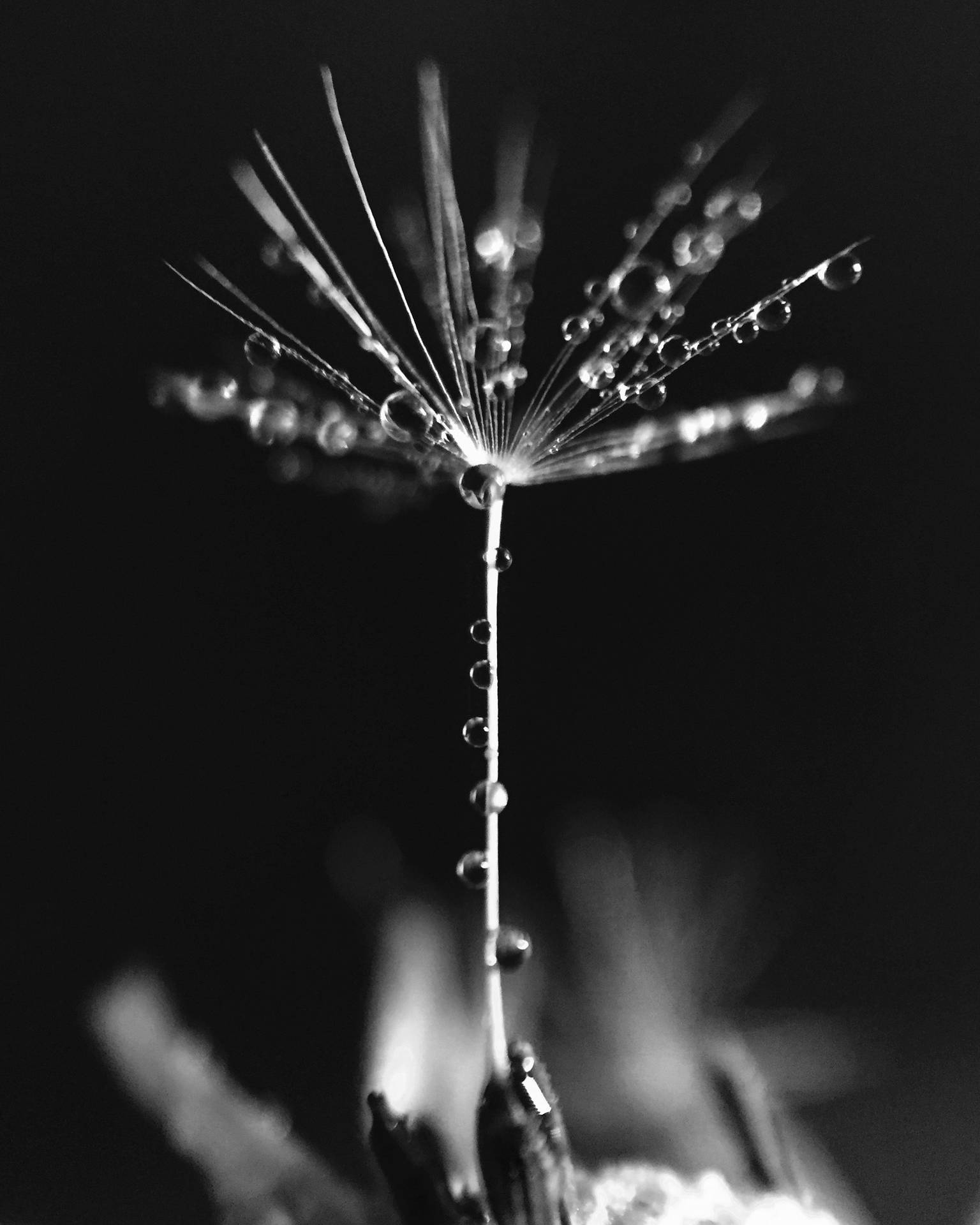 Beautiful Iphone Dandelion Seed