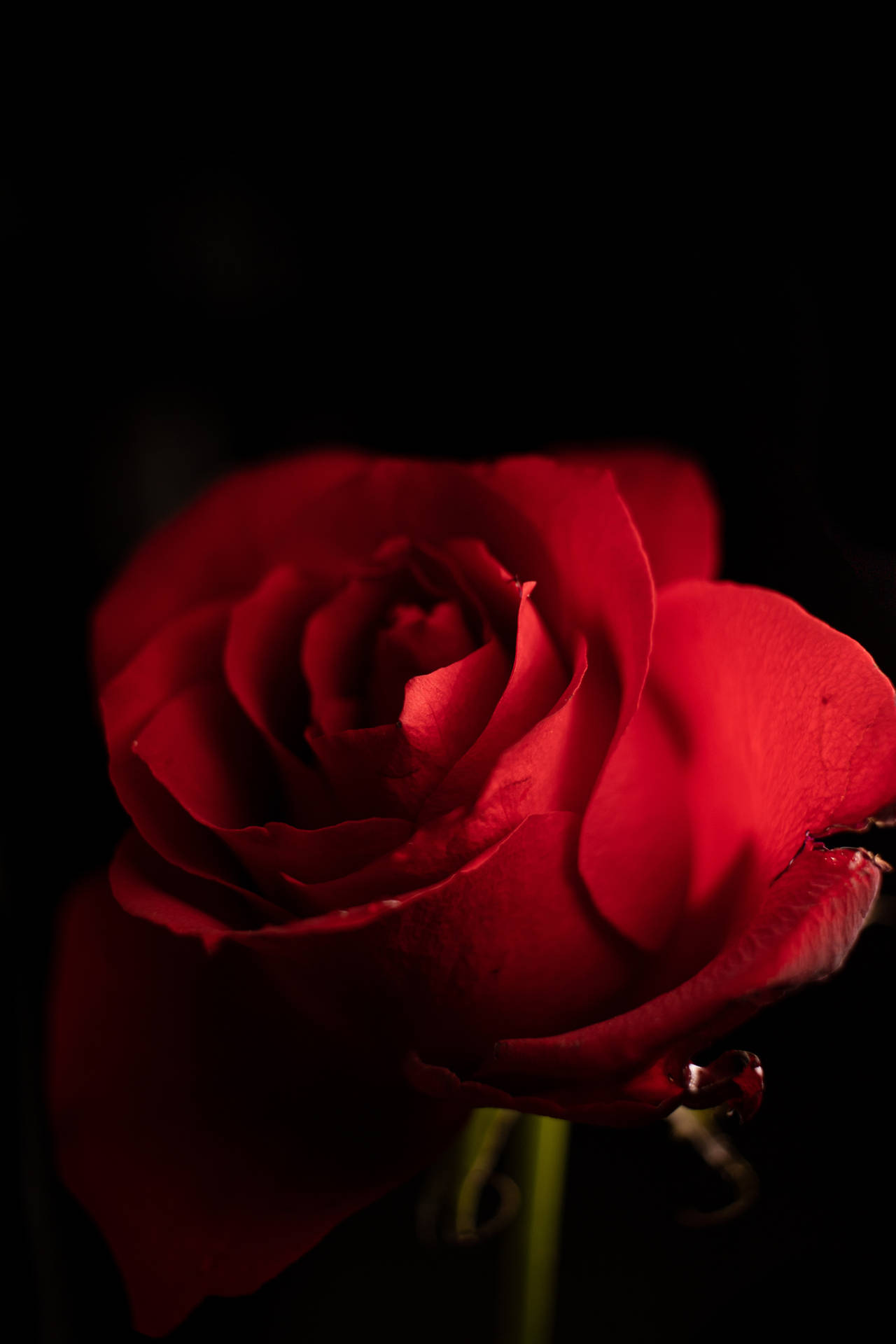 Beautiful Iphone Red Rose