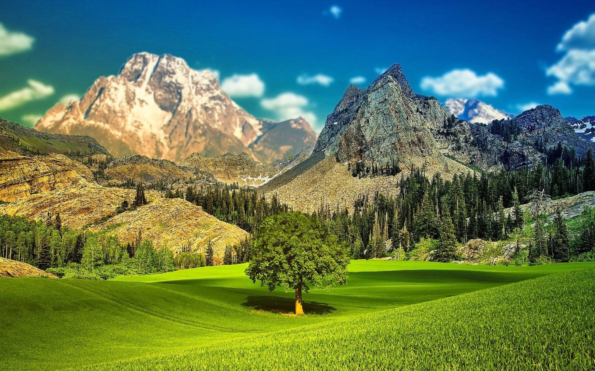 Smuk landskab træ på græsmarken Wallpaper