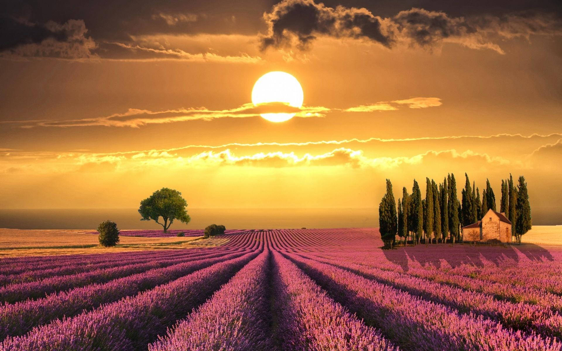 Beautiful Lavender Field In Tuscany Wallpaper