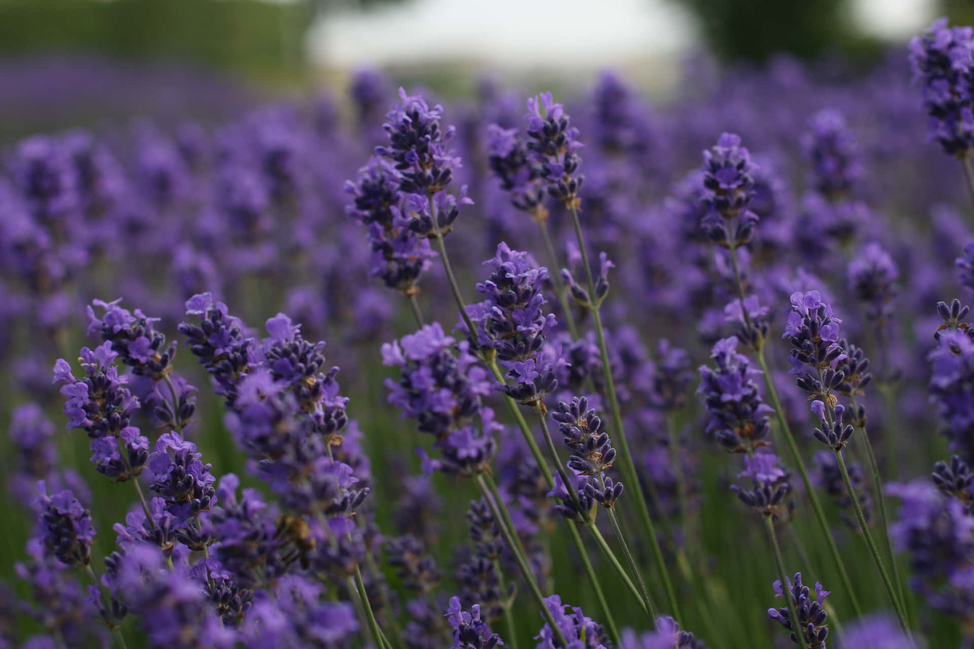 Beautiful Lavender Flowers In A Field Wallpaper