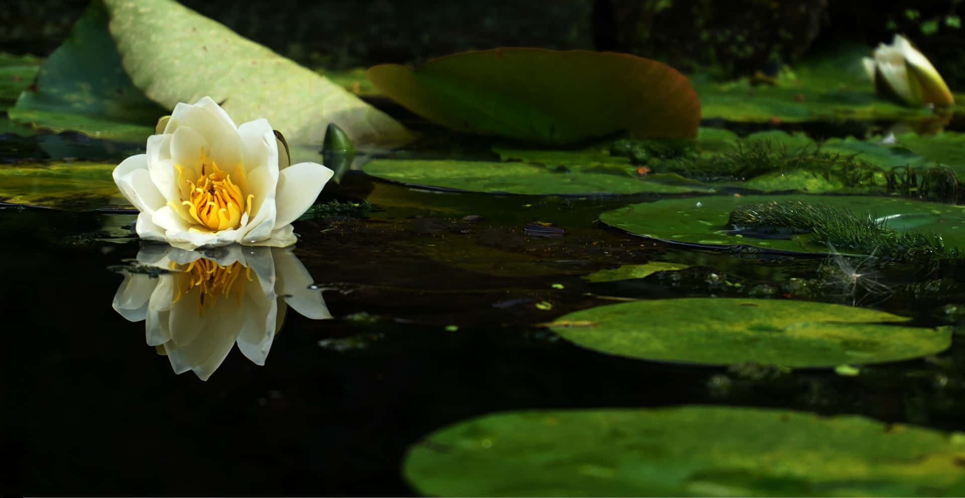 Beautiful Lily On The Pond Wallpaper