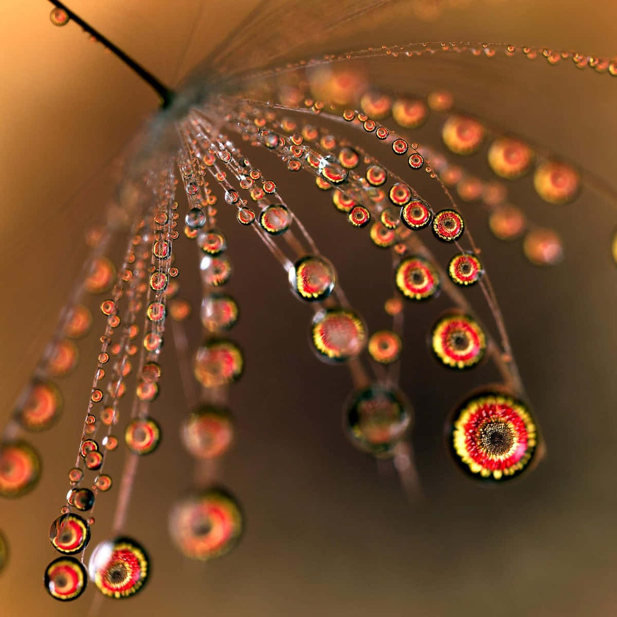 A mesmerizing close-up of dewdrops on a vibrant green leaf Wallpaper