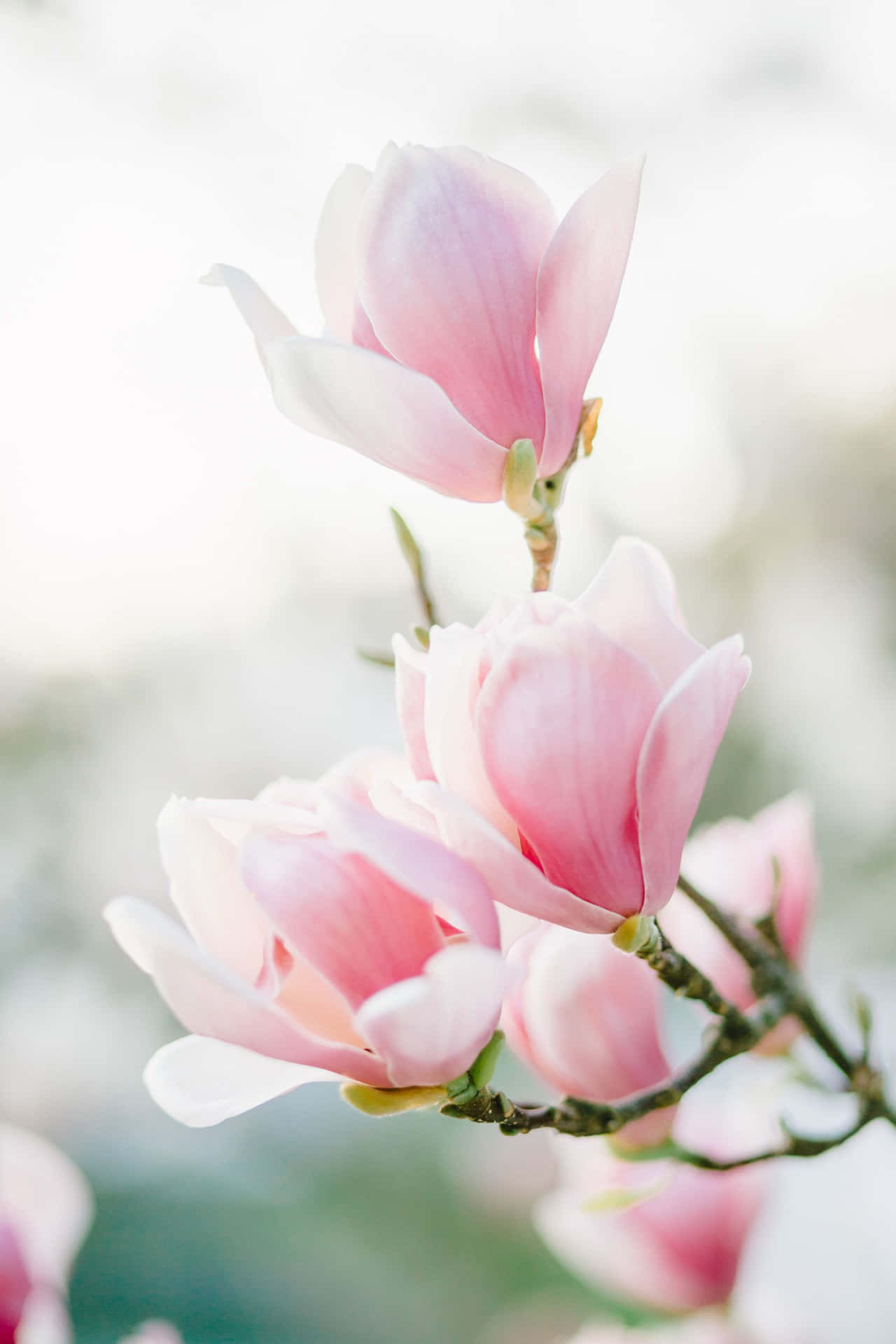Beautiful Magnolia Flower In Bloom HD Wallpaper