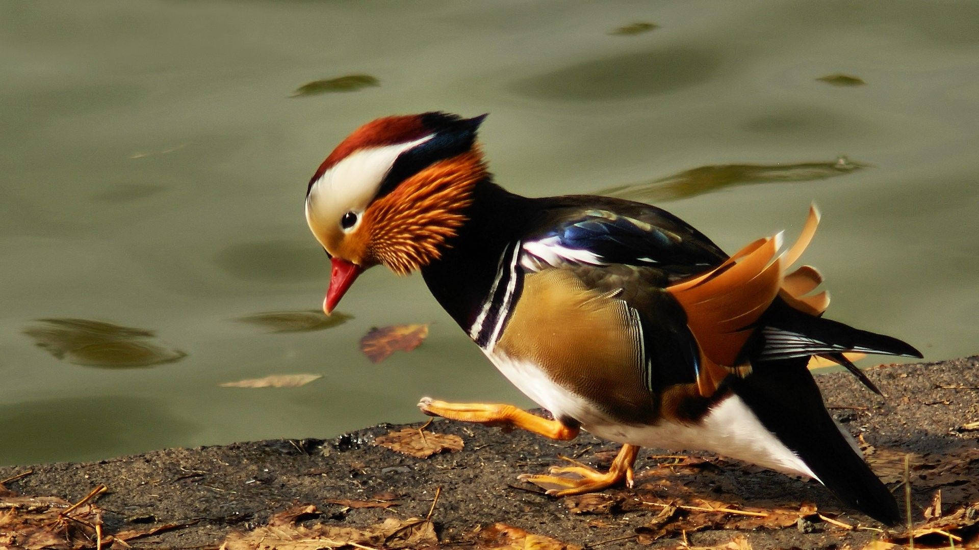 Beautiful Mandarin Duck