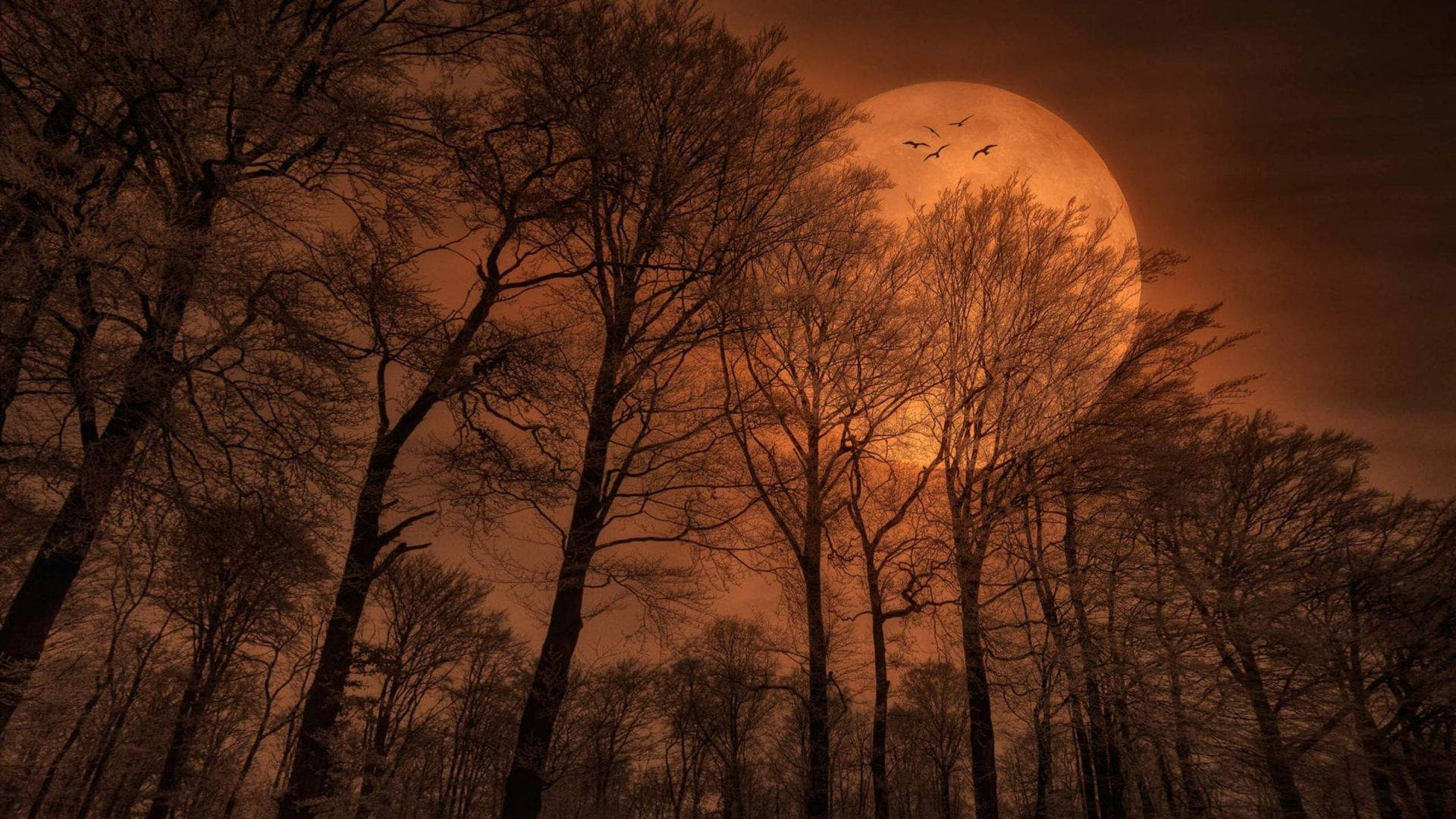 Beautiful Moon In A Scary Night Wallpaper