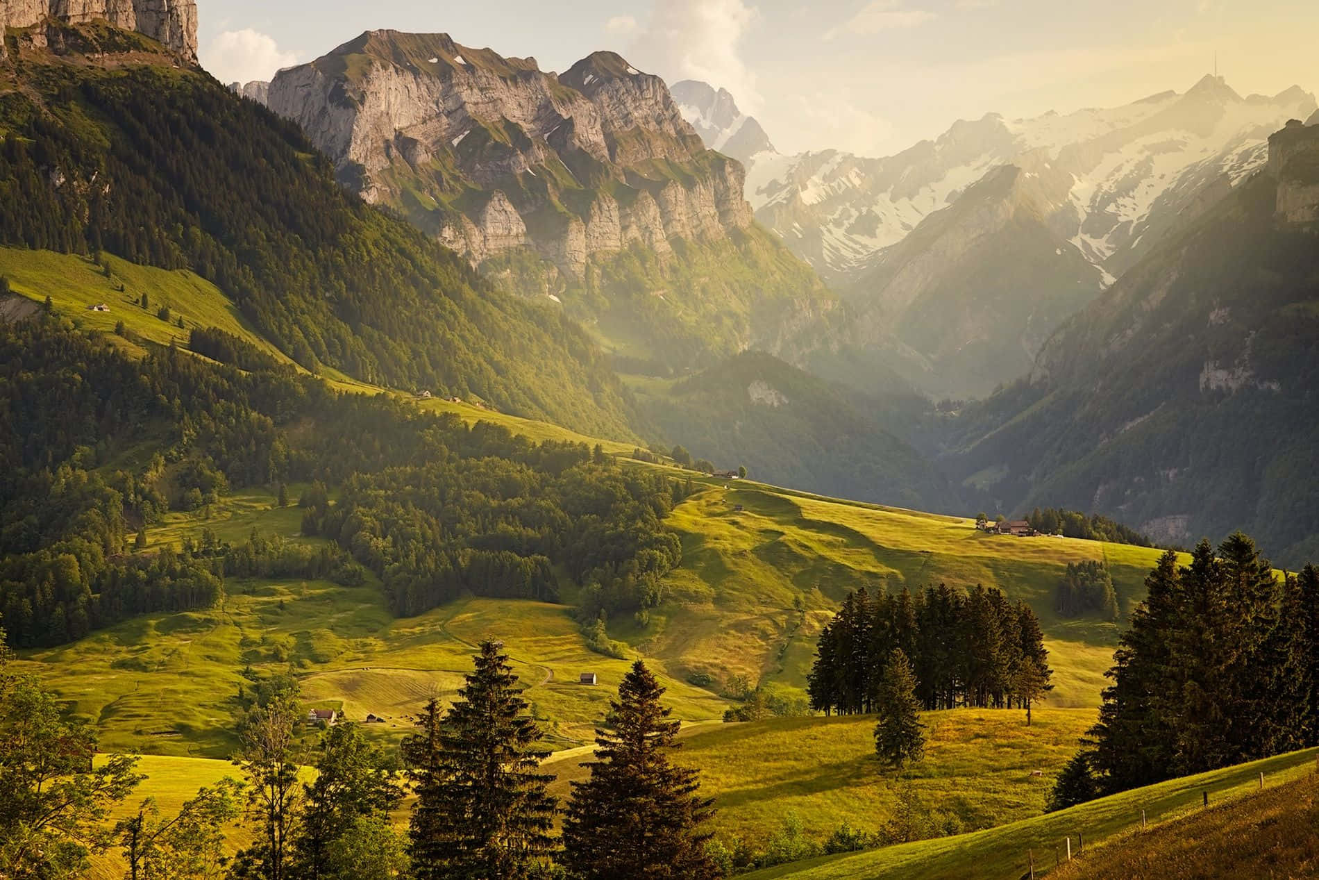 Schönesbild Von Einem Bergigen Wald In Den Schweizer Alpen