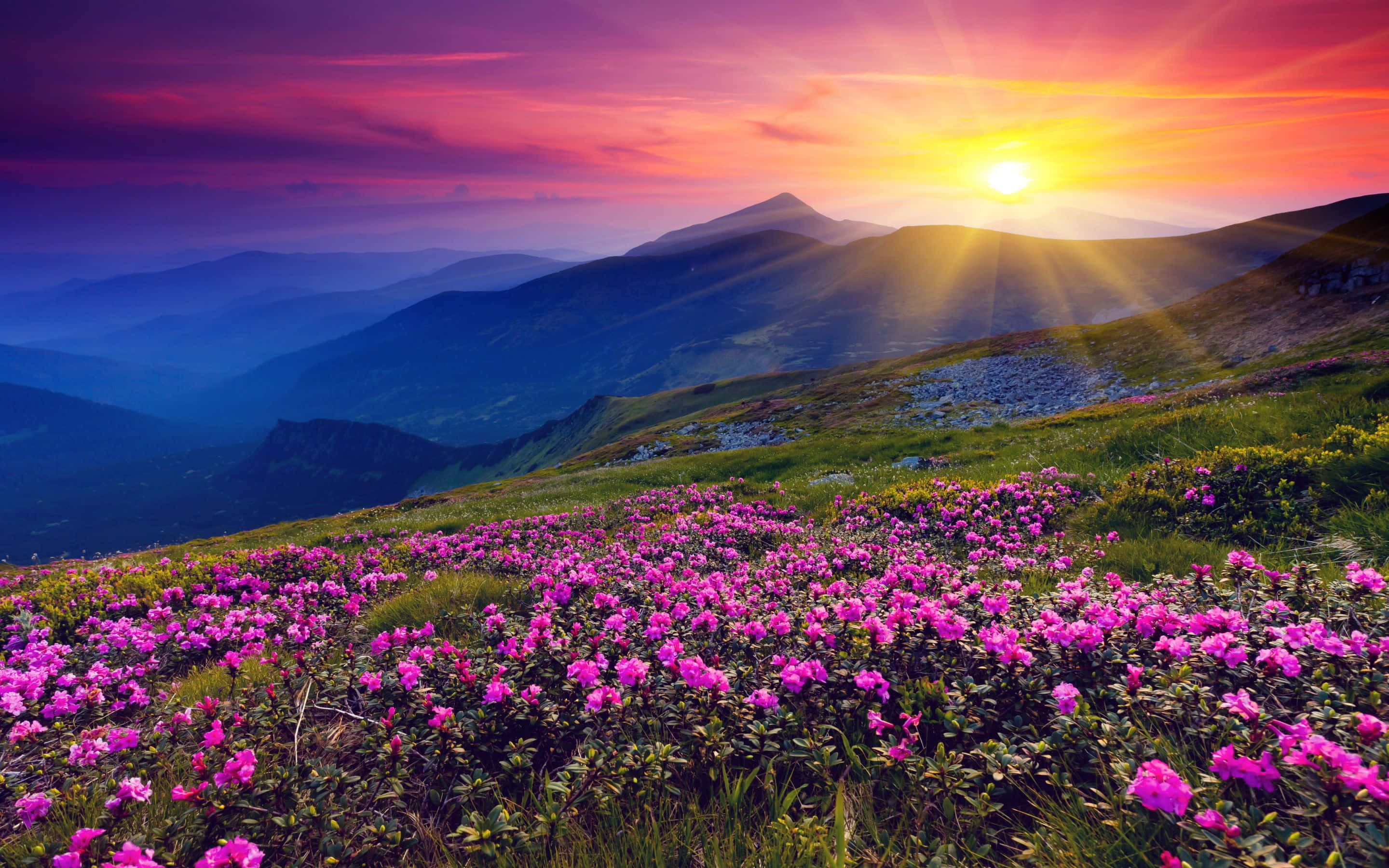 Hermosaimagen De Montañas Con Flores Moradas Al Atardecer
