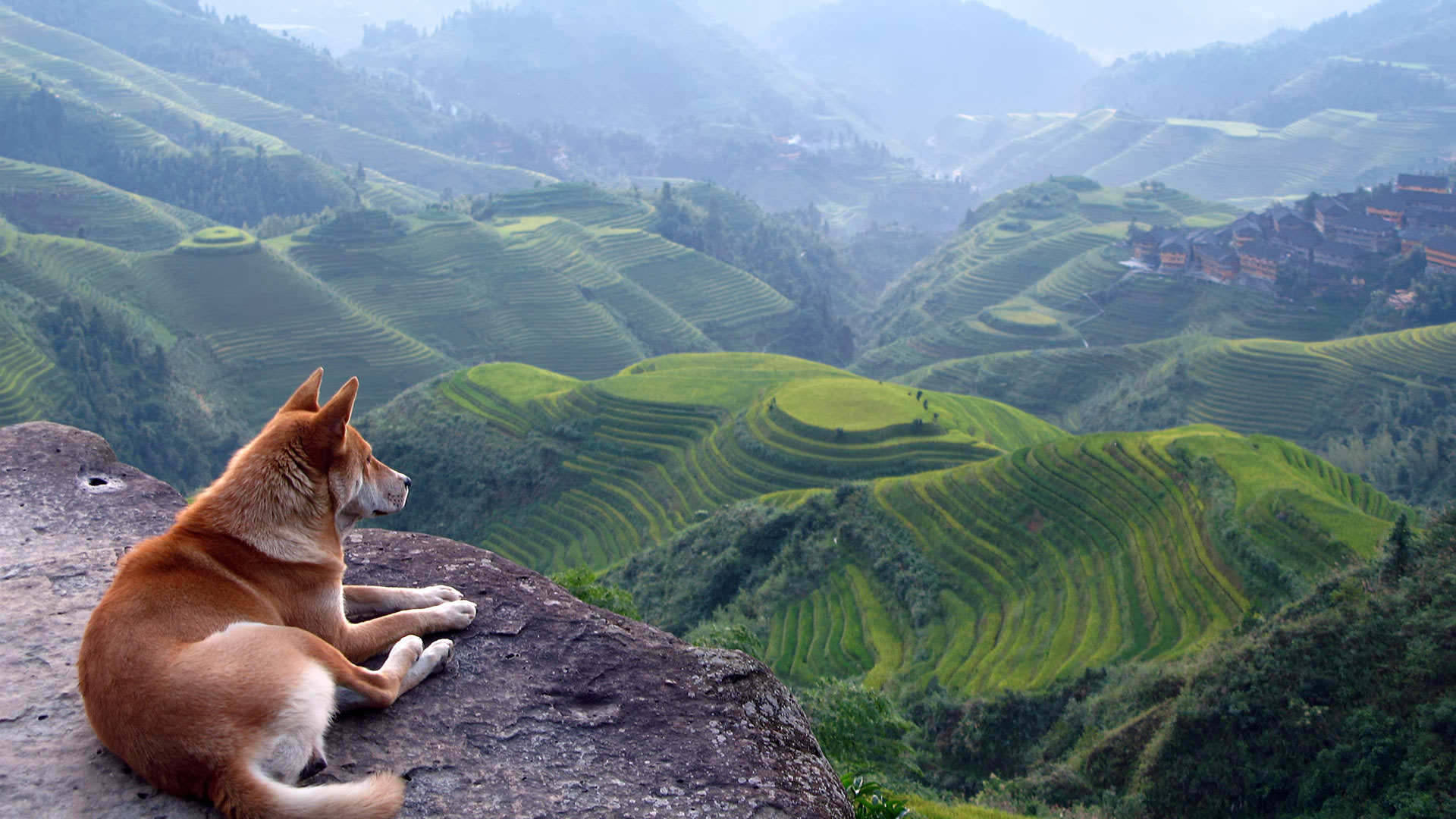 A Dog Is Sitting On A Rock Overlooking A Valley Wallpaper