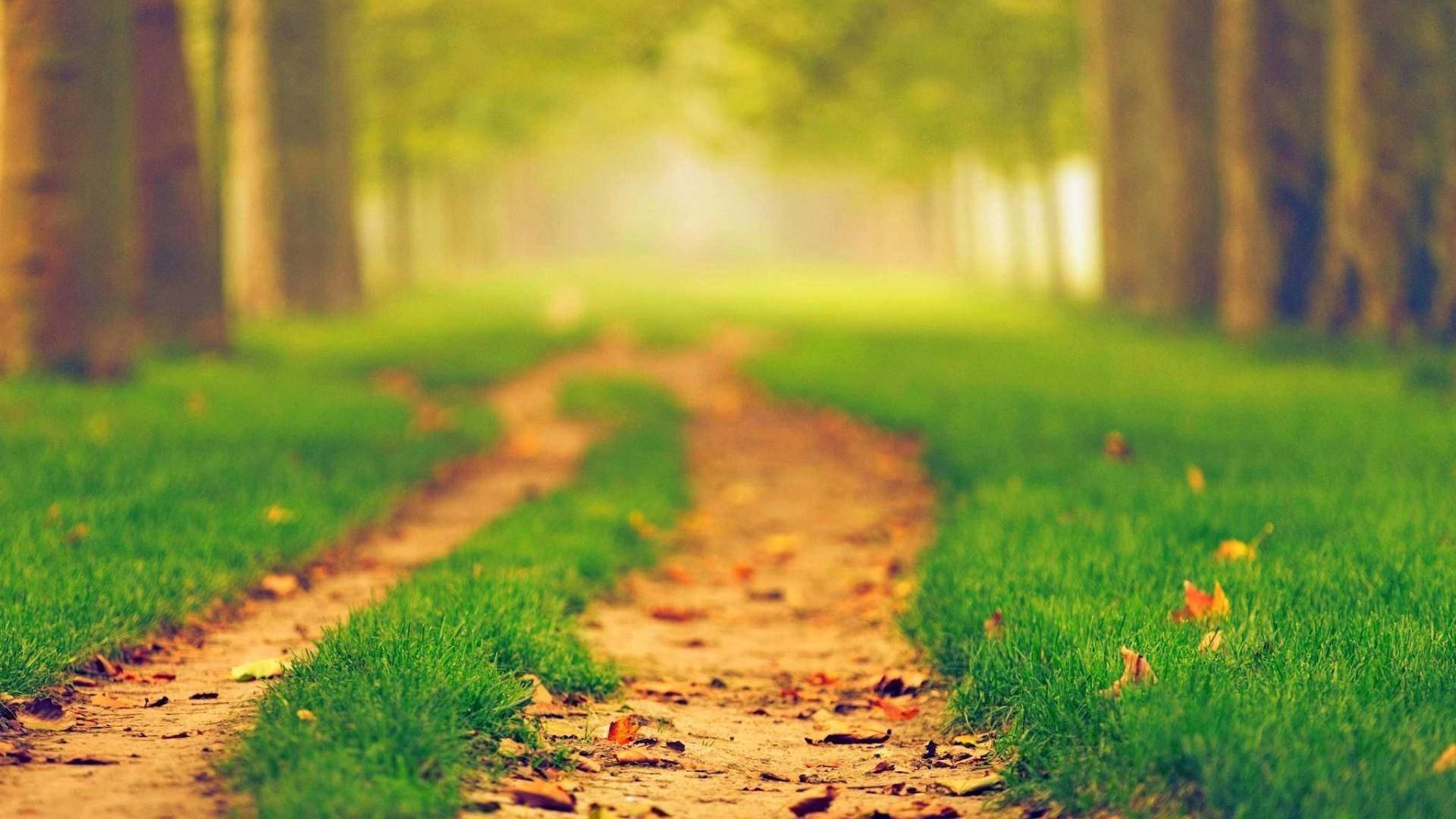 Beautiful Nature Blur Path