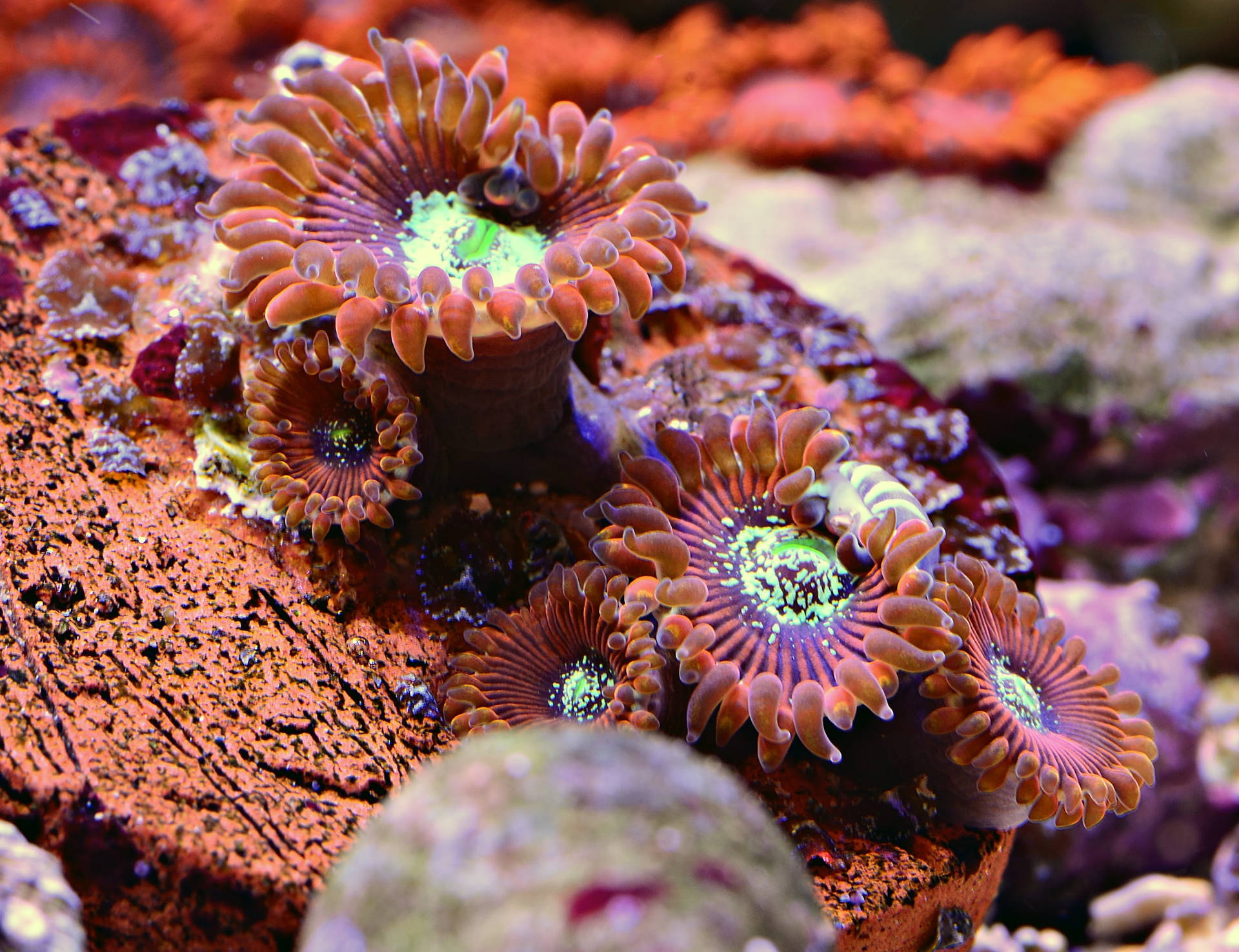 Vackertnaturligt Korallrev. Wallpaper