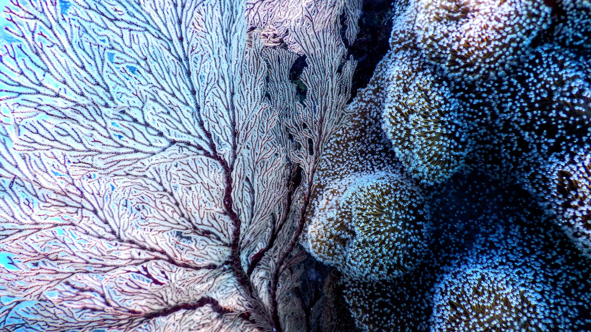Wunderschönenaturkorallen Wallpaper
