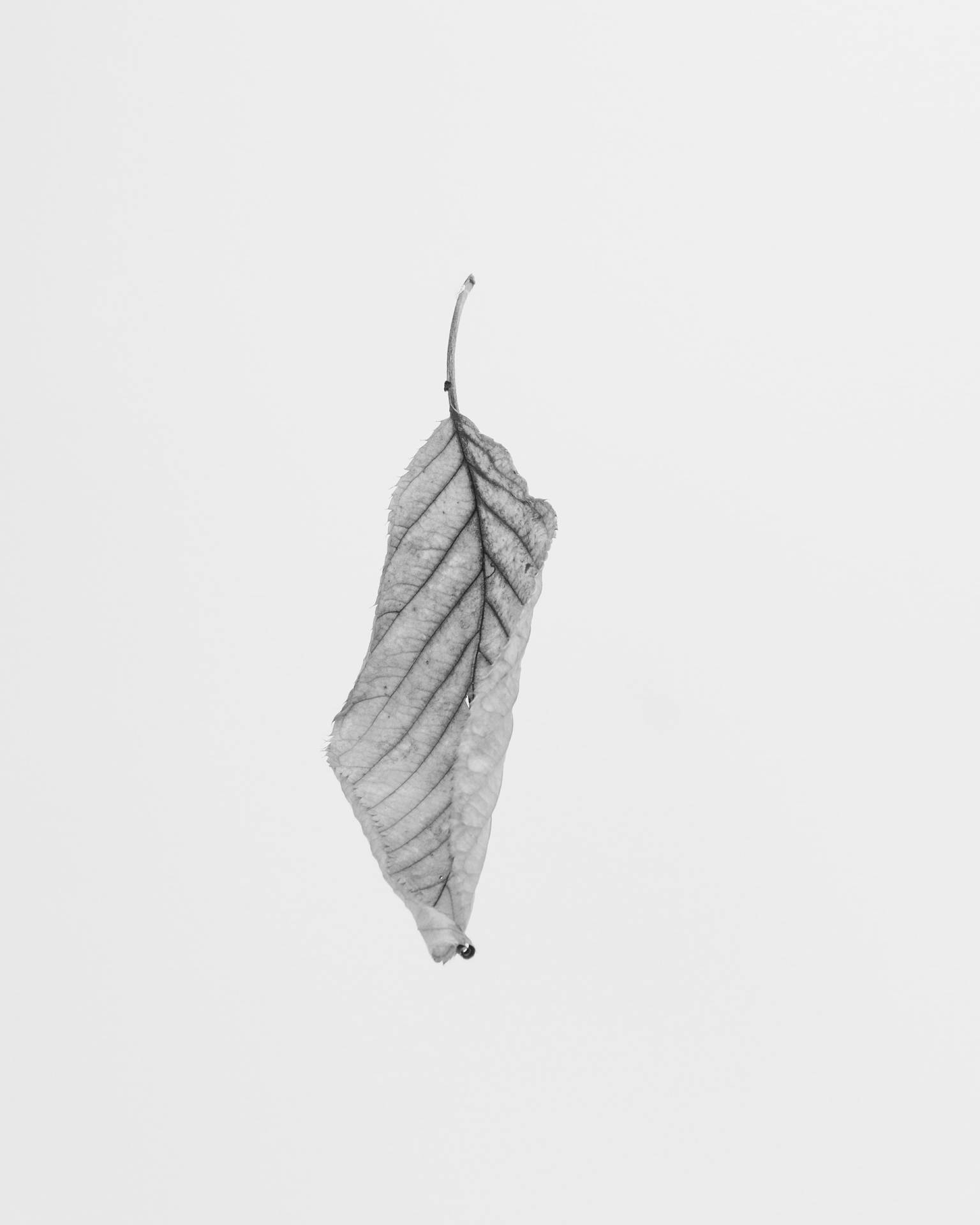 Vackernatur Fallande Löv. Wallpaper