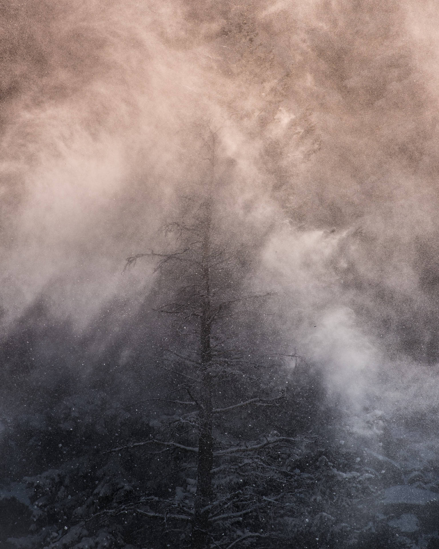 Hermosobosque Con Niebla Naturaleza Fondo de pantalla