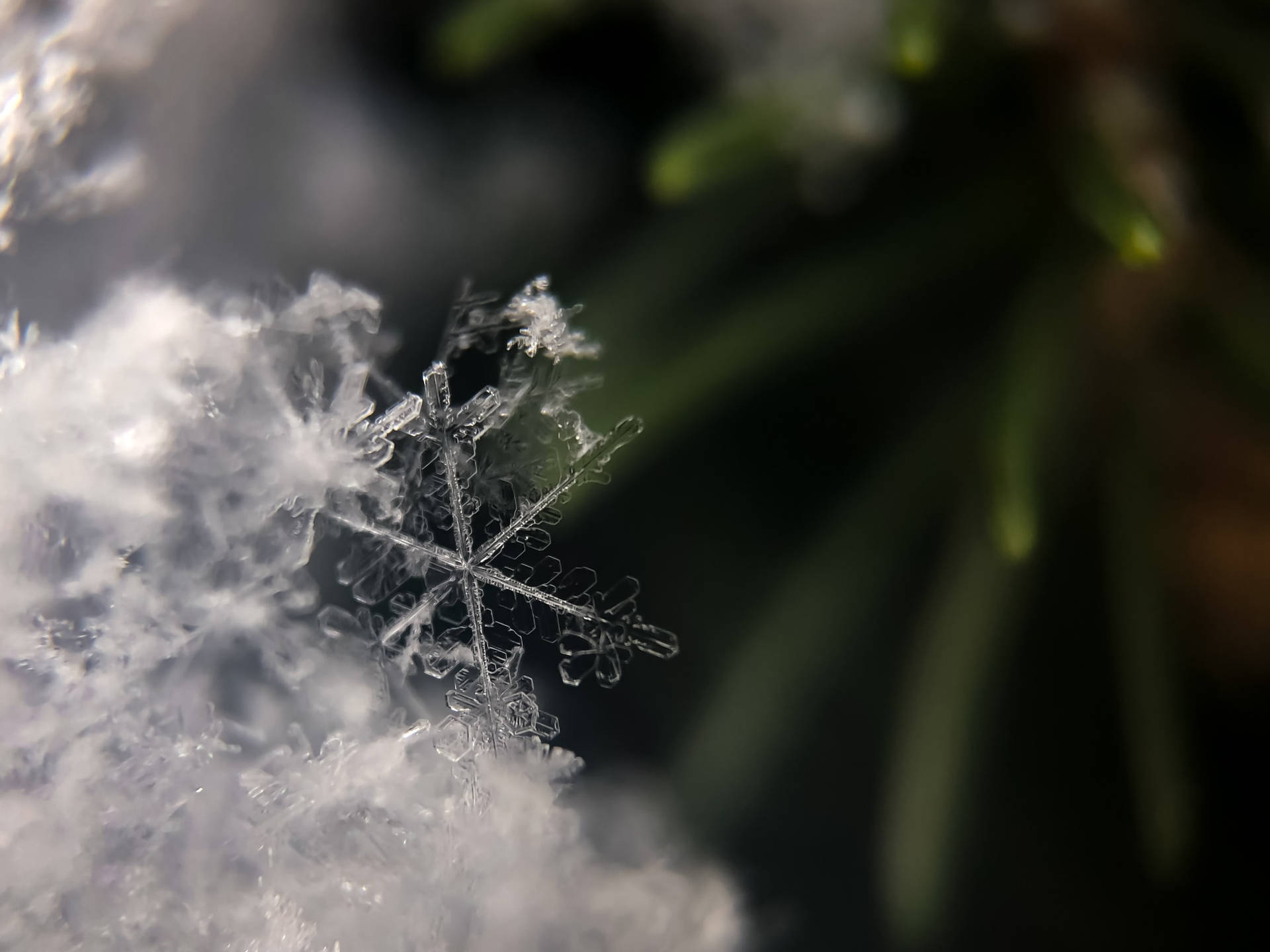 Hermosanaturaleza Copos De Nieve Congelados. Fondo de pantalla