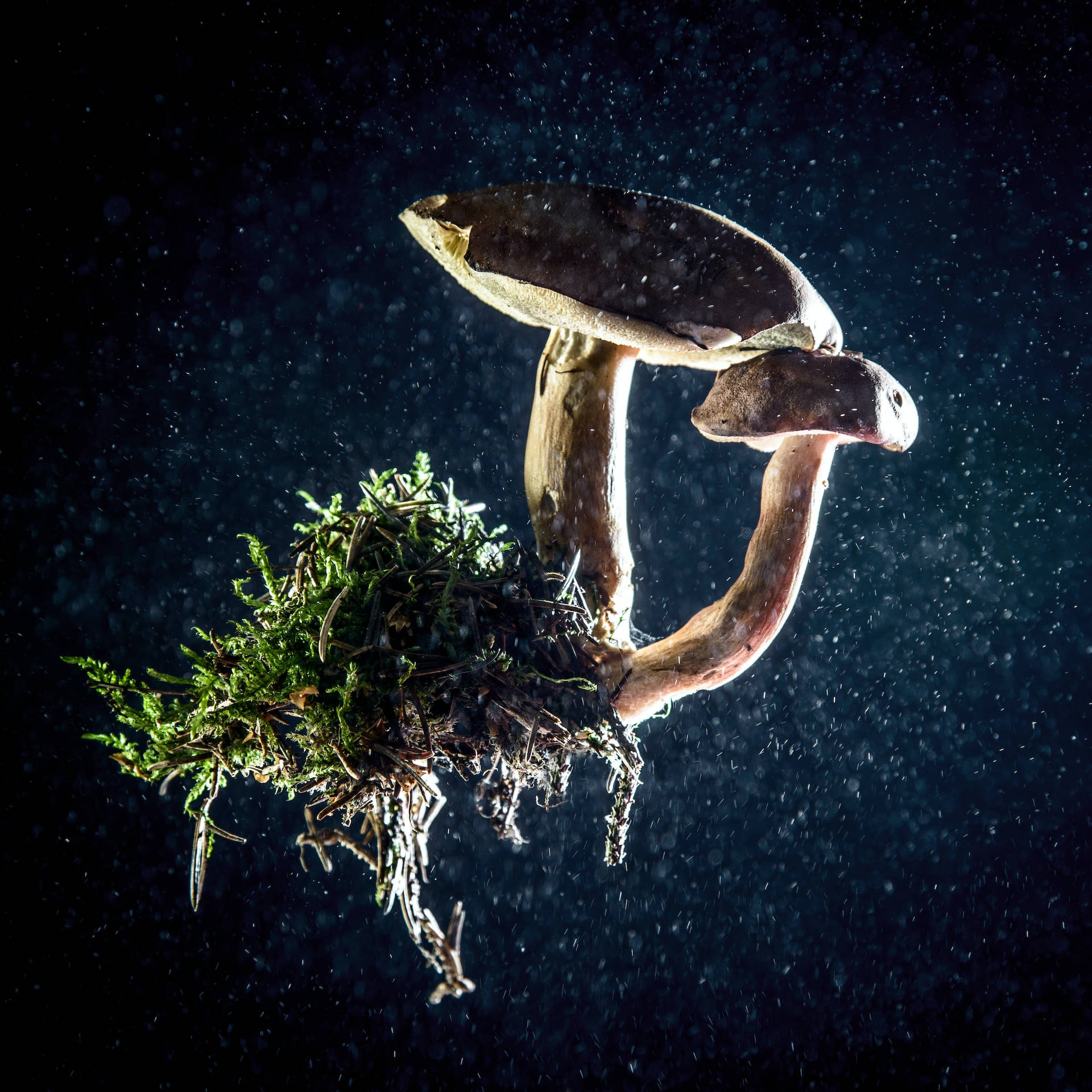 Beautiful Nature Mushroom With Roots Wallpaper