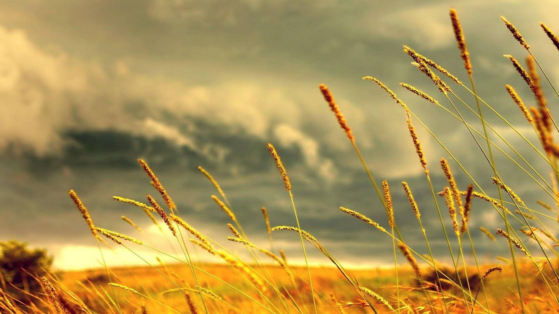 Hermosafotografía De La Naturaleza Con Pasto Marrón Y Nubes. Fondo de pantalla