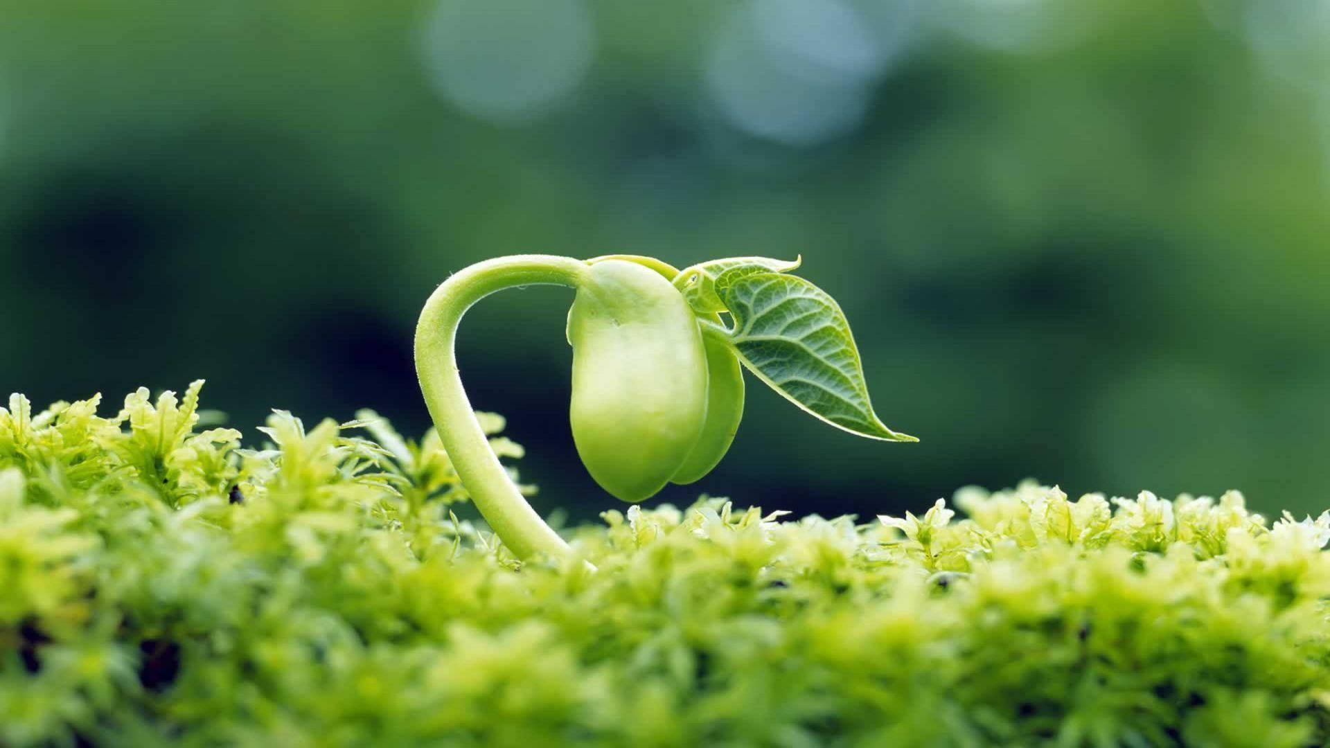 Hermosafotografía De La Naturaleza En Crecimiento De Semillas. Fondo de pantalla