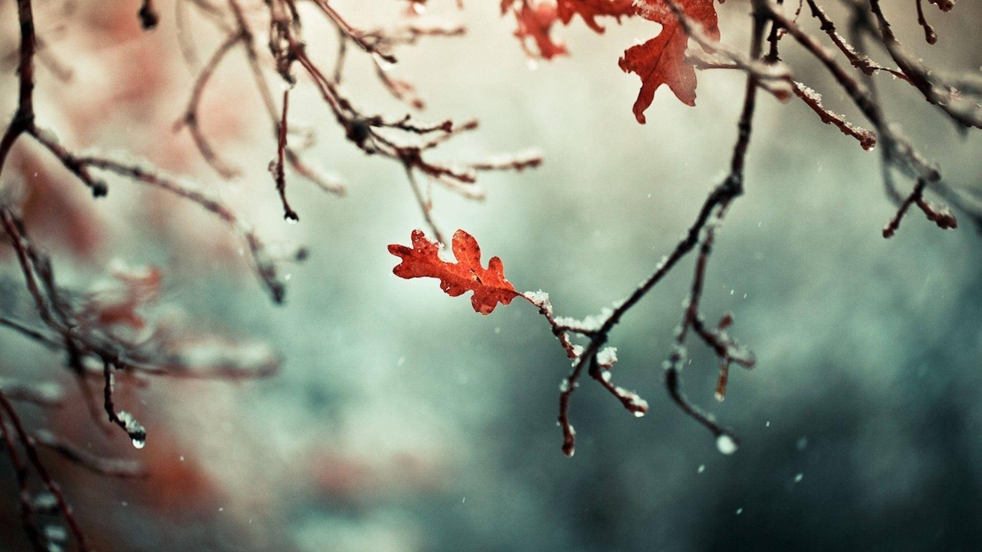 Smukke naturfotografering Rød blad Dug i vinter Wallpaper