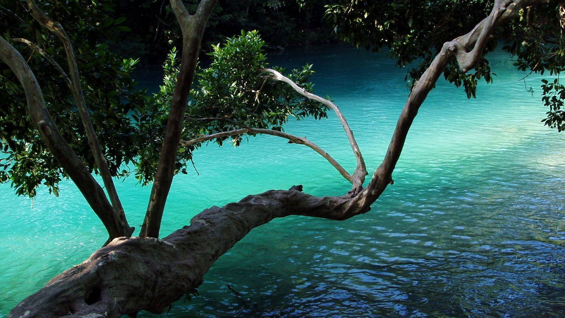 Beautiful Nature Photography Tree Above Water Wallpaper