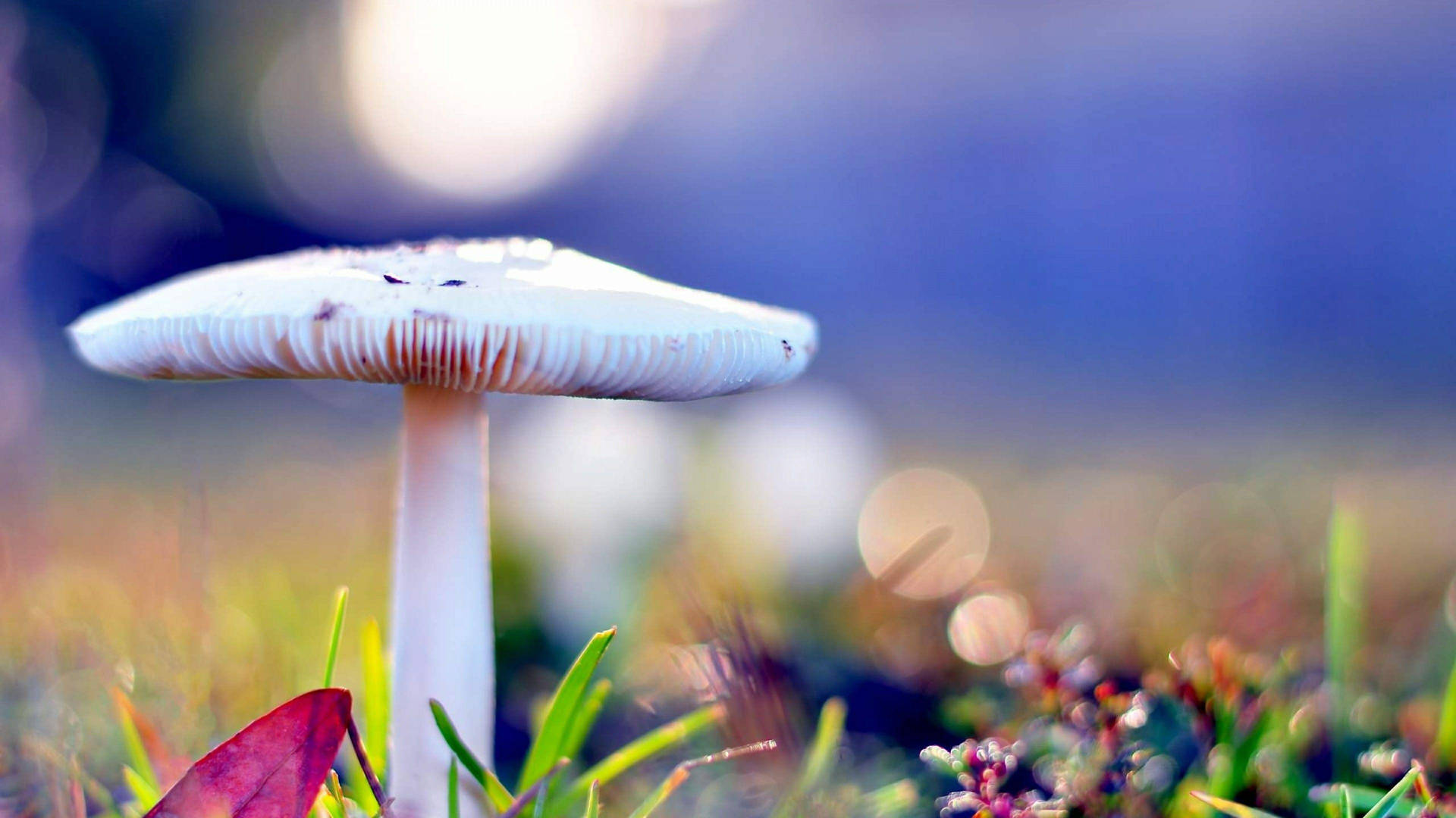 Beautiful Nature Photography White Mushroom Wallpaper