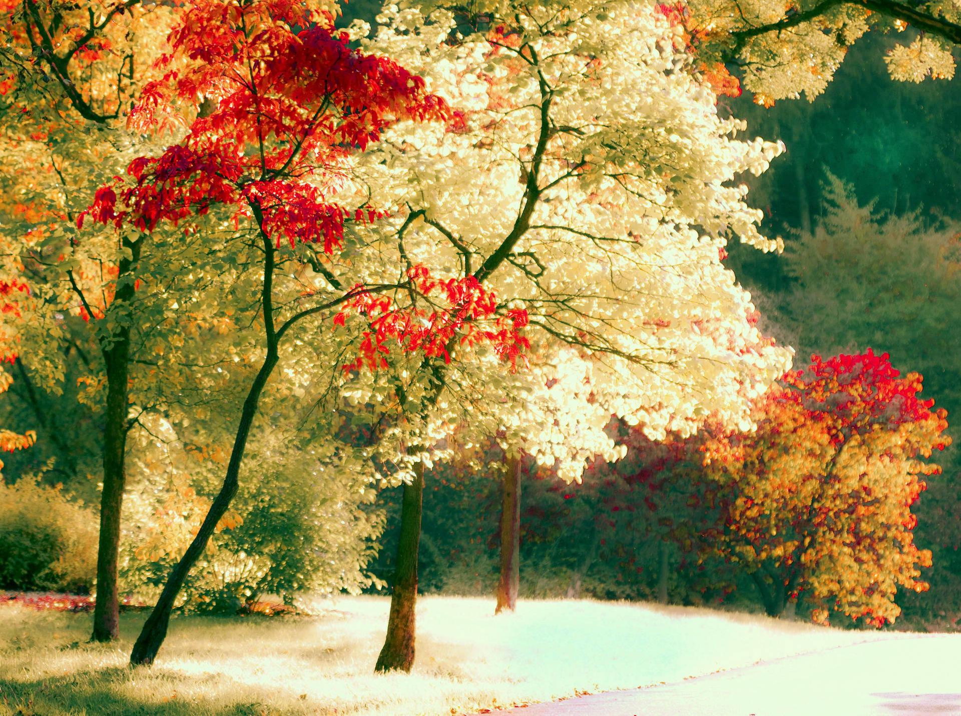 Beautiful Nature Photography White Red Trees Wallpaper