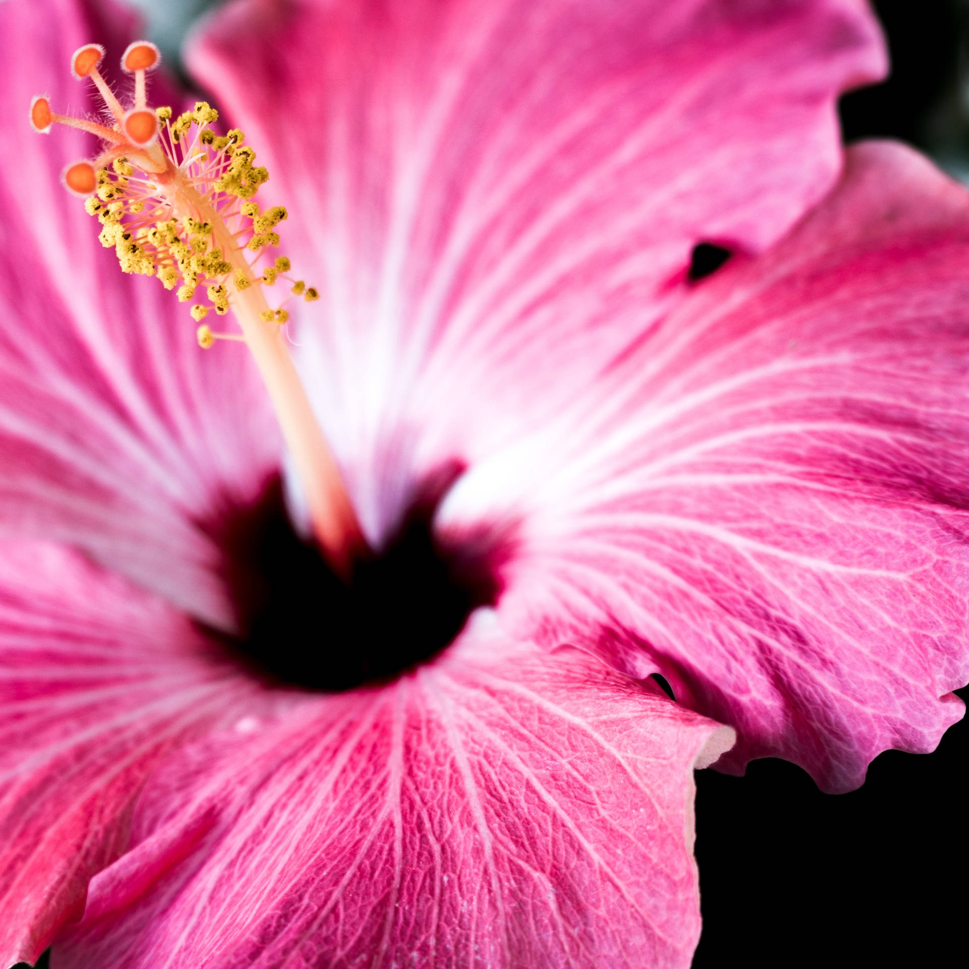 Smuk naturlig rosa hibiscus blomster til din skrivebord eller mobil tapet Wallpaper
