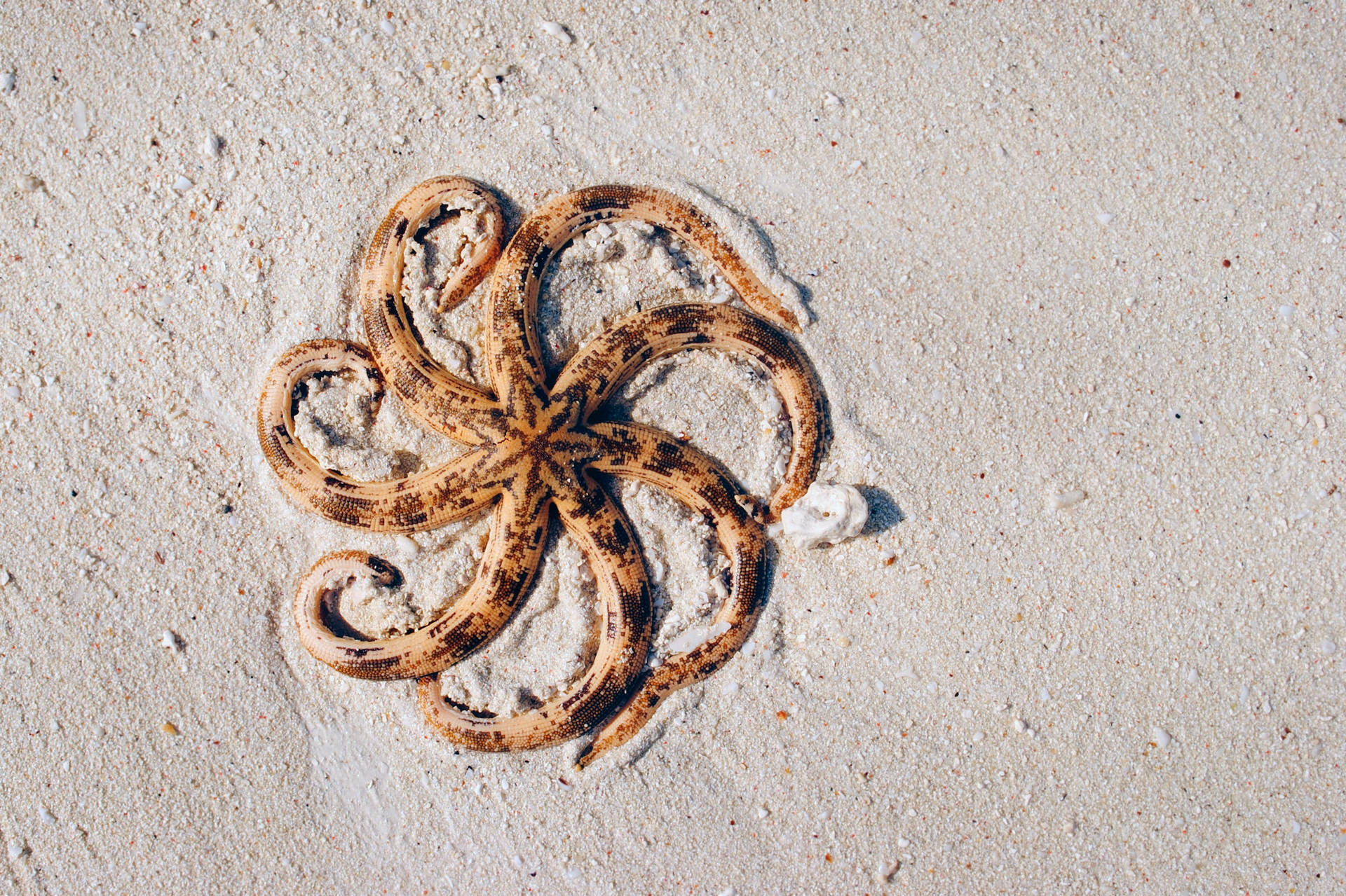 Beautiful Nature Starfish On Sand Wallpaper