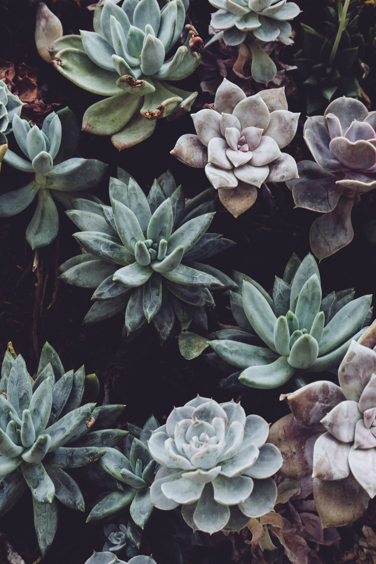 Beautiful Nature Succulent Plants Wallpaper