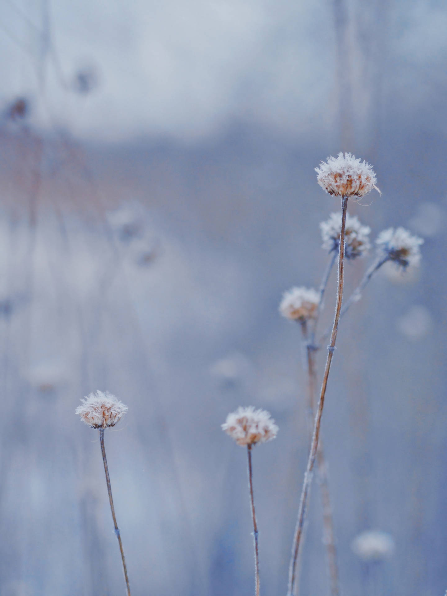 Smuk natur Vinter Plante Scene Wallpaper