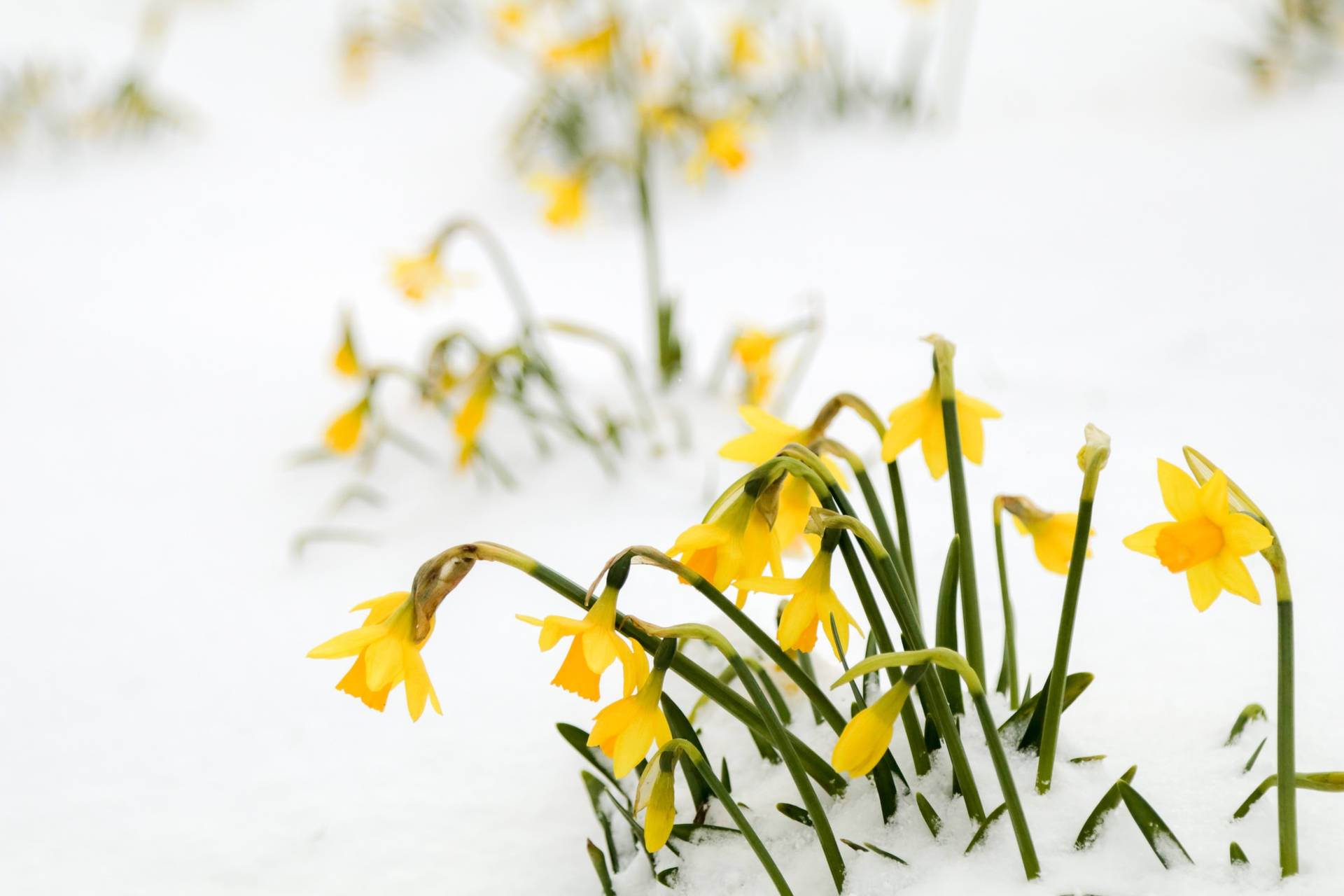 Beautiful Nature Yellow Flower In Snow Wallpaper