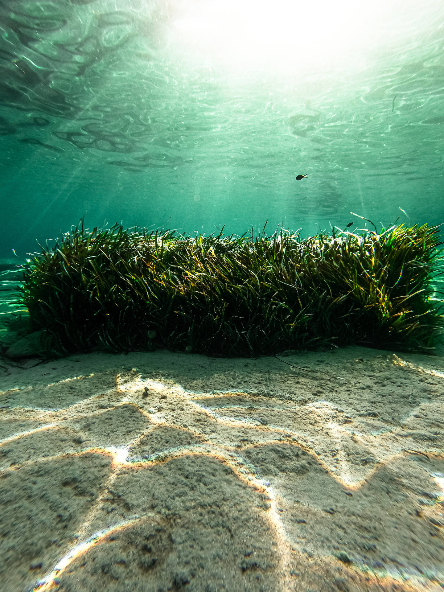 Beautiful Neptune Grass Seaweed Plant Wallpaper