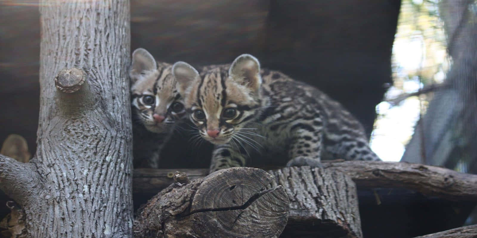 Beautiful Ocelot In Natural Habitat Wallpaper