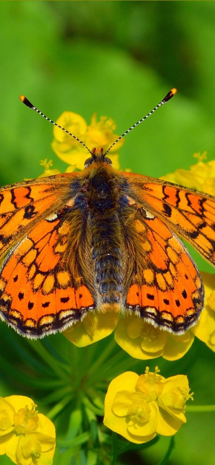 Beautiful Orange Butterfly Wallpaper
