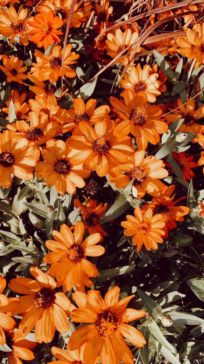 Beautiful Orange Flowers Wallpaper