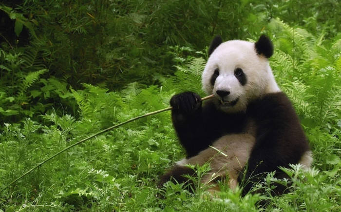 Beautiful Panda Eating Grass Wallpaper