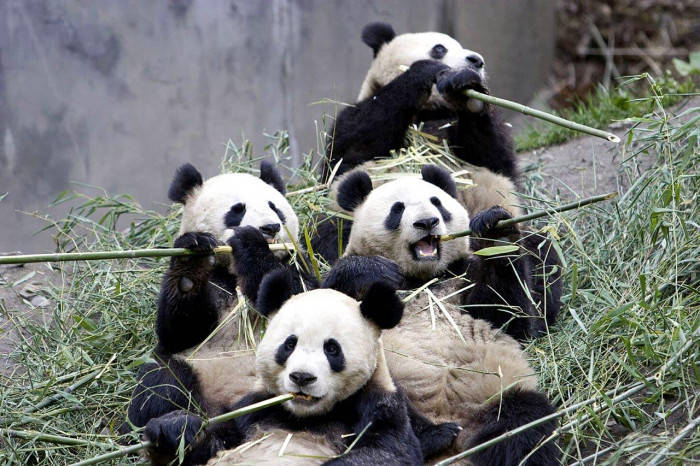 Beautiful Panda Group Eating Bamboo Wallpaper