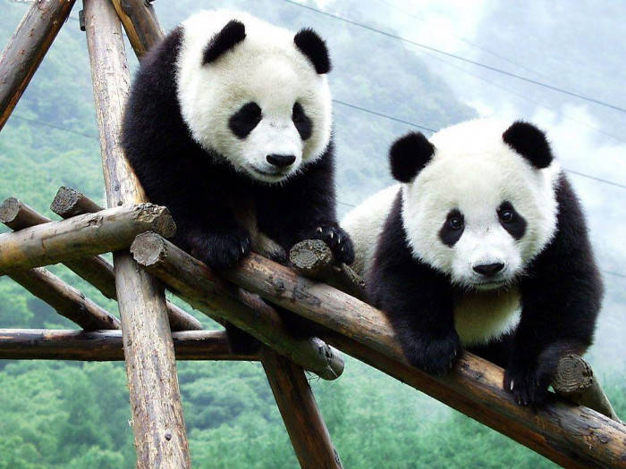 Beautiful Panda Pair On Wooden Structure Wallpaper