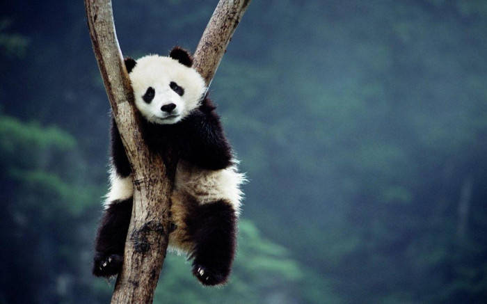 Beautiful Panda Sitting On Tree Wallpaper