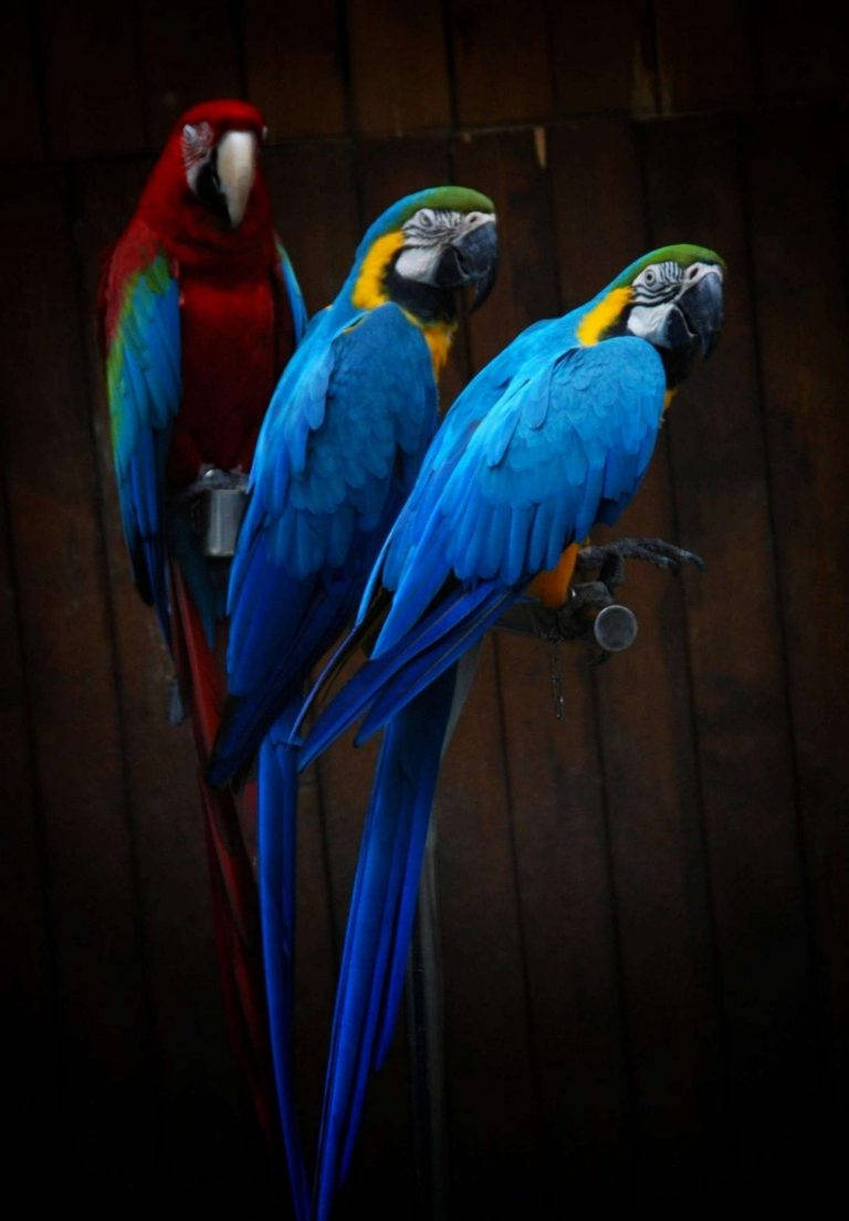Beautiful Parrots Ipad 2021 Background