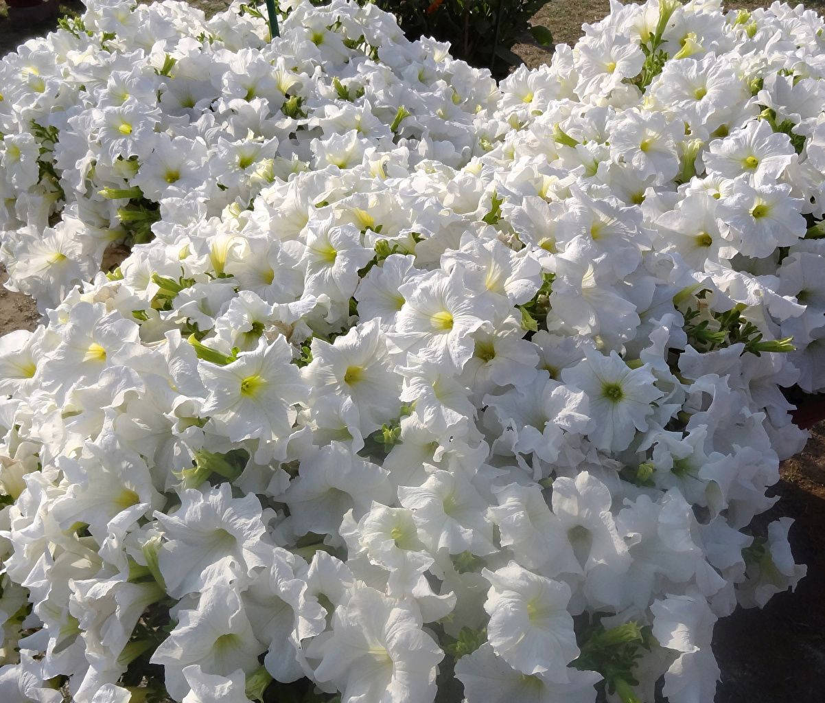 Skønne Petunia Hvide Blomster Wallpaper