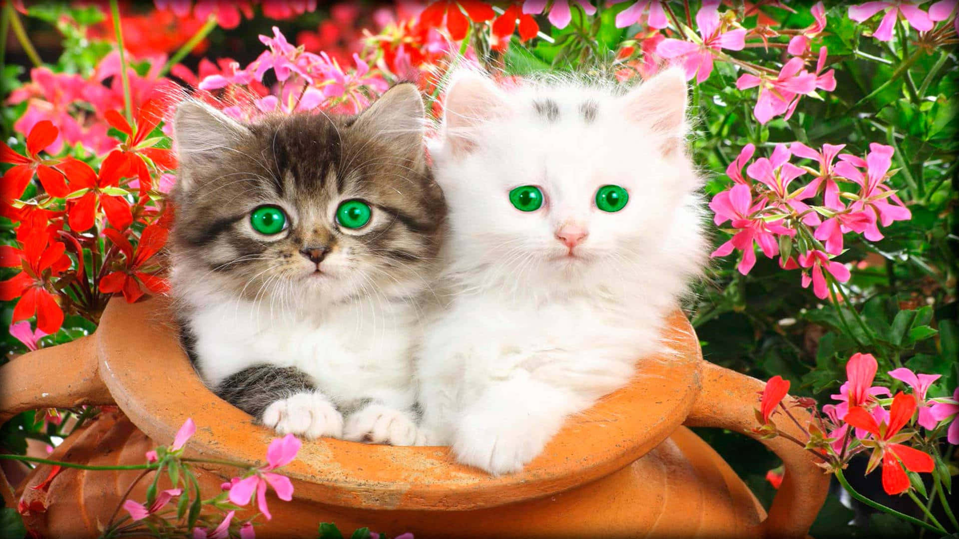 Beautiful Cats Picture