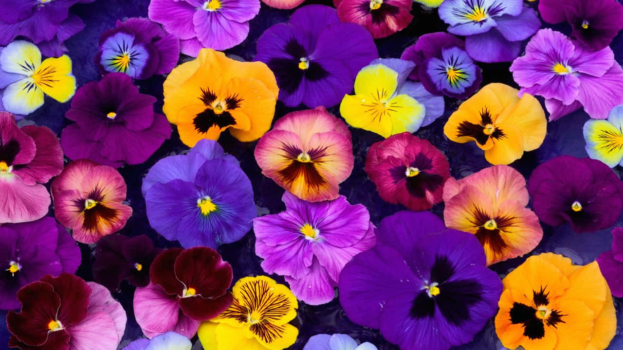 Beautiful Pansies Picture